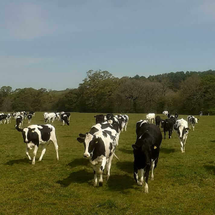 Local cows