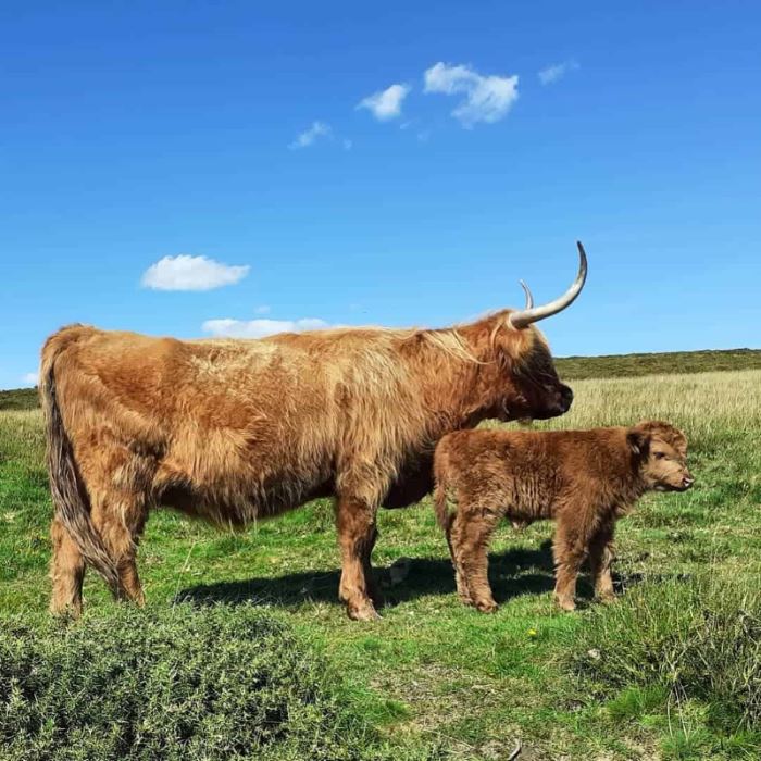 Dartmoor highland cows.