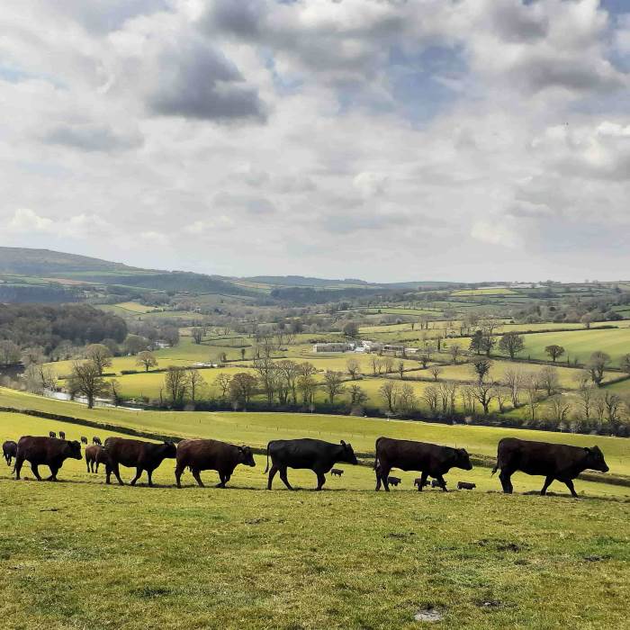 The cows living in the neighboring field.